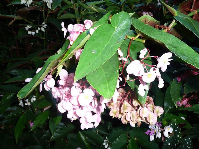 B. ‘Morning Sunshine’